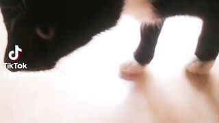 Black cat