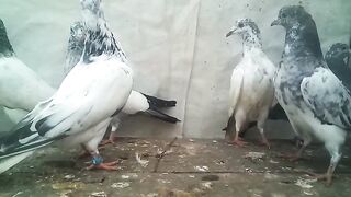 my baby pigeon | baby pigeon | pigeon