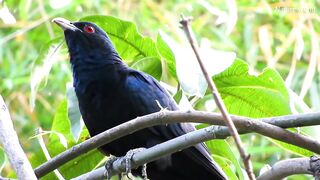 koel bird sound,koyal ki sound,koyal ki awaz,cuckoo bird sounds