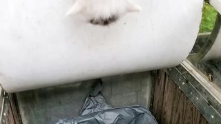 naughty kitten stuck