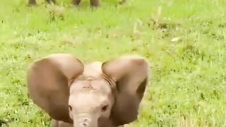 funny cute elephant baby