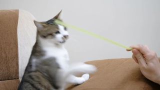 Cute cat playing