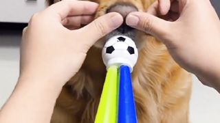 Funny dog on ????no ????viral video on febspot oh ???? no very funny dog ???? top funny trending shorts