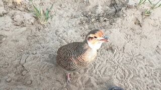 grey francolin awaz pheasant bird sound
