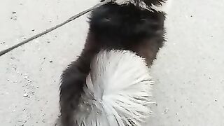 Husky pair for sale location Faisalbad contact number 03034379336