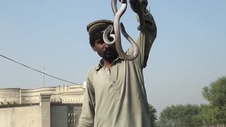 Jogi ny snap ko hath men pakra howa hai