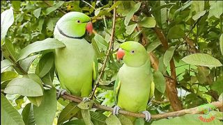 beautiful green parrot bird
