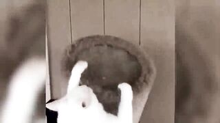 Funny animals - Funny cats / dogs - Funny animal videos