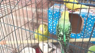 Love birds | parrots | pets | Animals love