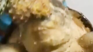 Turtle, animals
