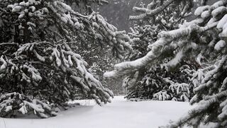 Nature's beauty