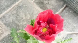 Ice Poppy