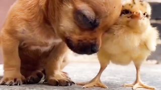 Funny puppy and chick amazing video