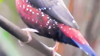 Red Munia Song - Strawberry Finch Song