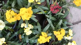Wall flowers