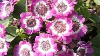 Cineraria flower's
