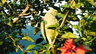 Beautiful parrot calling sound