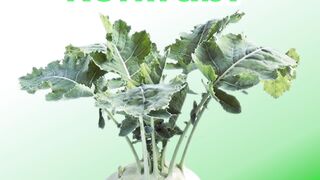 Daily shorts | Learn English to arabic | vegetables | #shorts