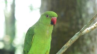 Parrot Chirping Sounds, Natural Parrot Sounds,Parrot Calling Sounds