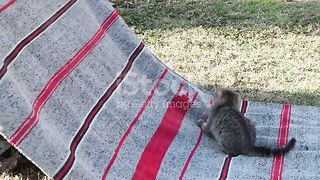 Cats Fun Time (Enjoying together)