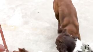 Dog lover| dog love ????????