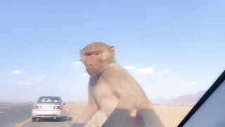 Cute monkey on my car screen