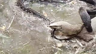 Black Cobra and Monitor Lizard Fighting in the Water