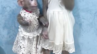Monky video