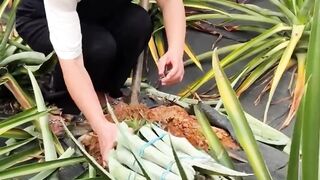 New Pineapple and seedlings