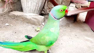 Green parrot so Amazing talking