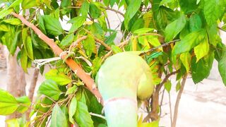 Wild Ringneck Desi parrot beautiful talking