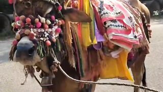 Indian tradition bull