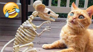 Funny Animals Top 50 Viral Videos