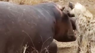 Hyena bite a eye of sleeping hippo #shorts #wildlife