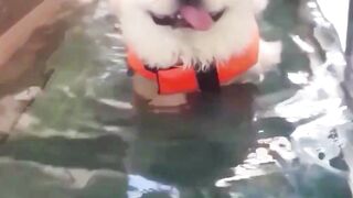 Funny Dog Puppies Swimming ???? These Funny ???? Dog Videos #shortsvideo #viral #shorts