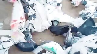 Bird video send me your address