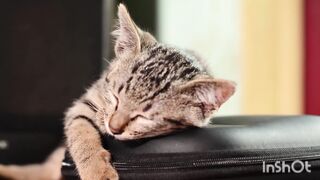 Cat ???? funey videos