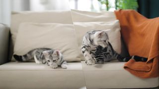 Amazon.com - PETLIBRO Automatic Cat Feeder
