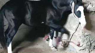 Most beautiful animal hours in world