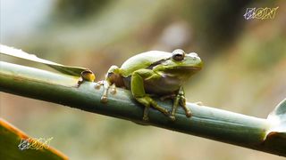 Colour Full Frogs|Nature|Beaty|2023