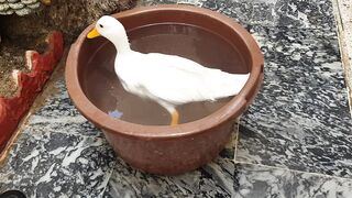 duck-ducklings bathe-happy duck-Ducklings swim in the bath-markhor