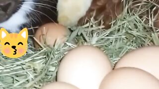 Best Cats Funny Moments REELS VIDEOS