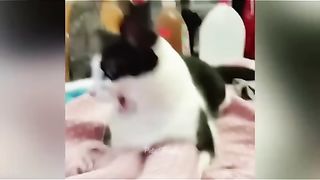 Funny Videos Of Dogs And Cats Try Not To Laugh