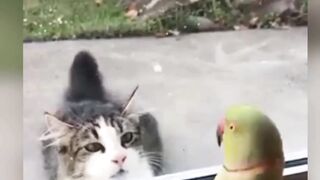 Innocent parrot