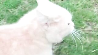 Funny animal cute cat ???? and dog's funny clips ????????????