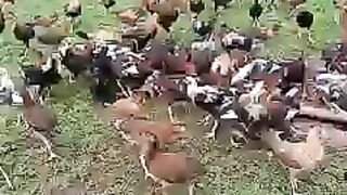 Beautiful Bird farm chicken