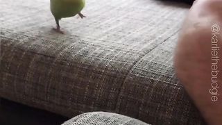 Funny Parrot Short