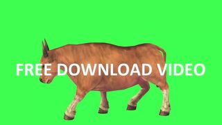 Crow green screen no copyright  any video editing