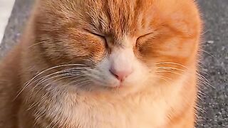 Funny cat