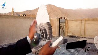 Most beautiful pigeon Bird amazing